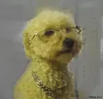 Los ojos rojos en perros pueden ser una señal grave y debe tratarse inmediatamente ya que a veces puede causar la perdida del mismo. 