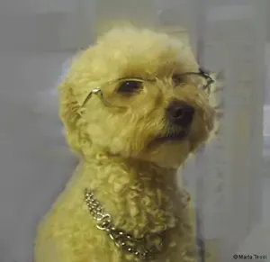 Los ojos rojos en perros pueden ser una señal grave y debe tratarse inmediatamente ya que a veces puede causar la perdida del mismo. 