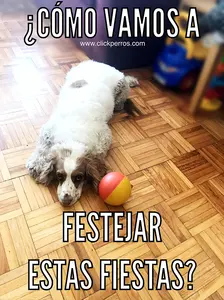 Cambiemos la forma de celebrar las fiestas entre todos. Aca te doy 19 alternativas para celebrar sin pirotecnia.