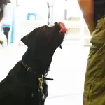 Estas buscando el mejor nombre para perros? Nuestra lista tiene todo lo que buscas: nombres originales, divertidos, alemanes y para todas las razas.