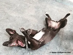 Nombres graciosos para perros que te harán reír! Elegir nombres chistosos para perros es divertido y siempre hará que la gente sonría al ver a tu mascota. 