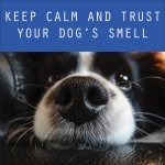keep calm and trust your dog smell