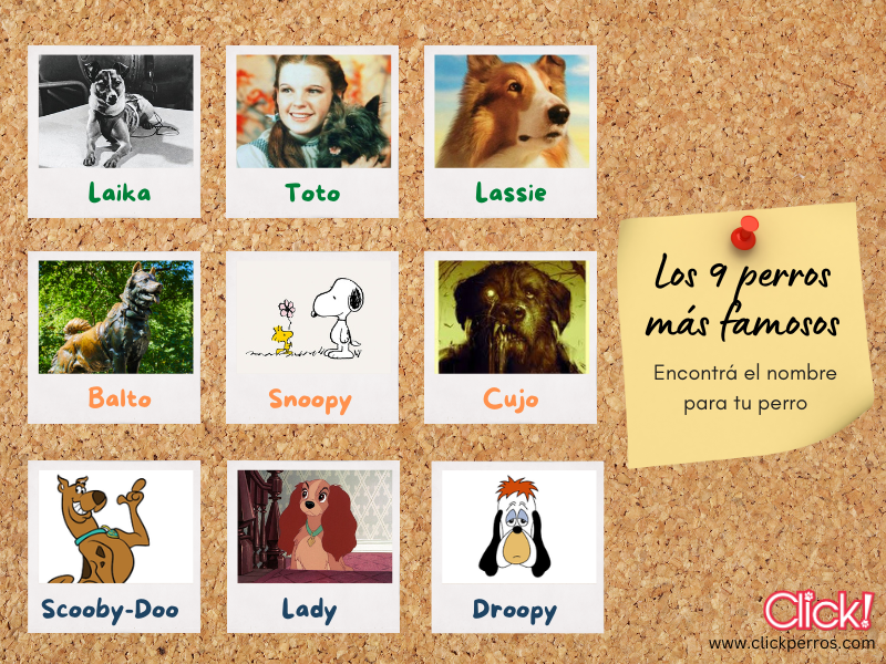 Los nombres de perros famosos son ideales para tu cachorro! Encontralos todos en nuestro listado. Desde nombres de perros de películas hasta nombres de perros de celebridades vas a encontrar el ideal.
