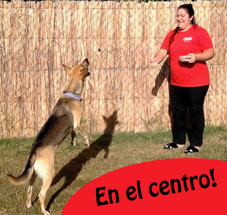 Juegos para jugar con tu perro en casa, como jugar con tu perro