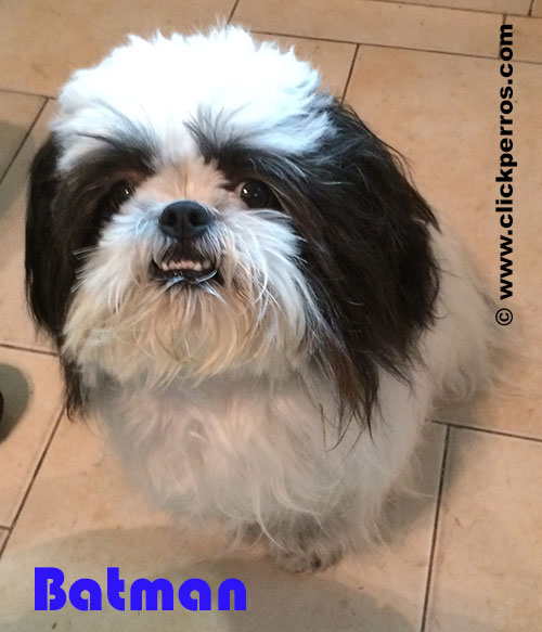 Nombres para perros Shih Tzu