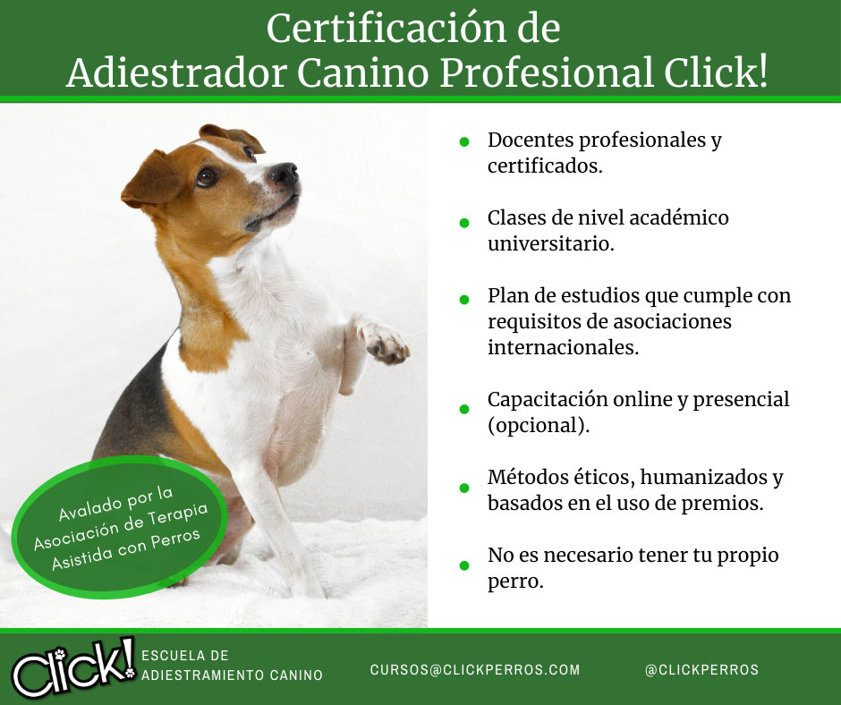 Curso de adiestrador canino profesional, que hay que estudiar para ser adiestrador canino, donde estudiar adiestramiento canino, como puedo ser adiestrador canino