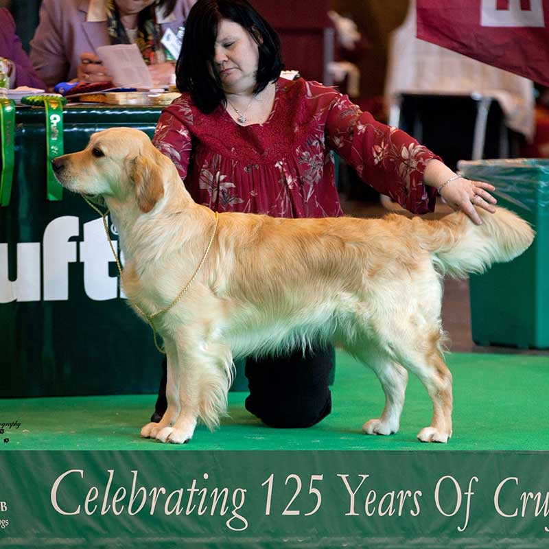 cuidados del golden retriever, golden retriever caracteristicas