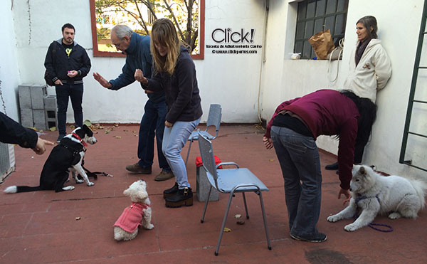 Cachorros en clase de adiestramiento