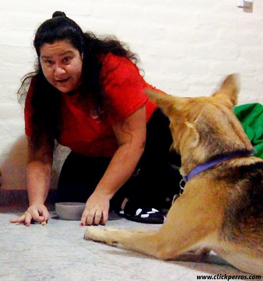 Juegos para jugar con tu perro en casa, juegos para perros, juegos originales para perros