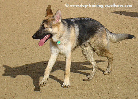 fotos de perros pastor aleman