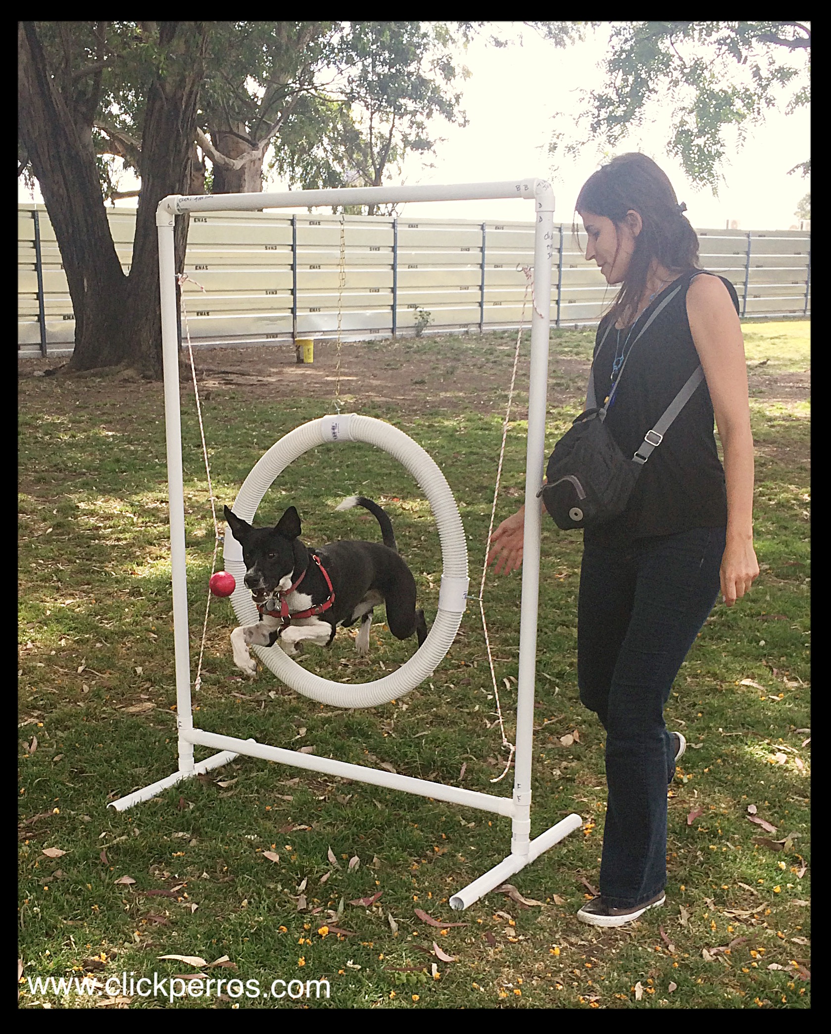 Agility para perros buenos aires, deportes caninos, adiestramiento de perros