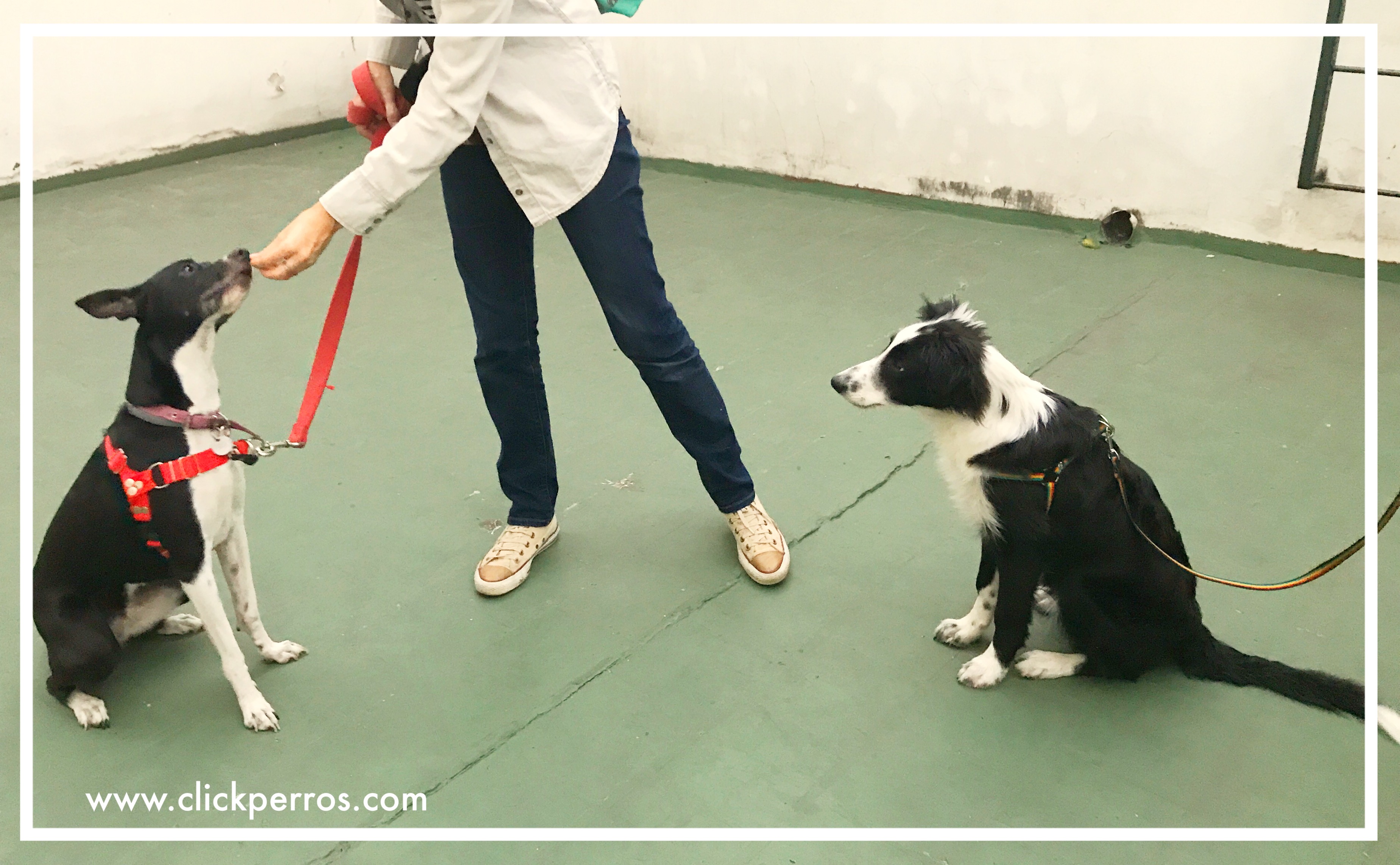 adiestramiento canino con metodos positivos mendoza argentina