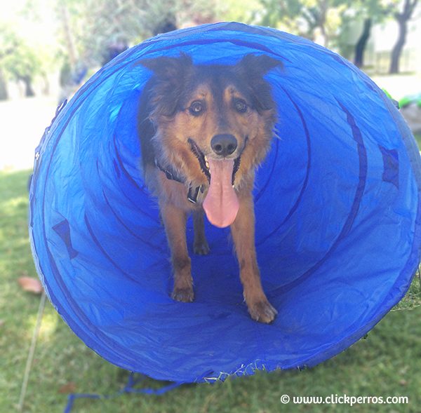 Agility para perros, adiestramiento canino buenos aires, como educar a un perro