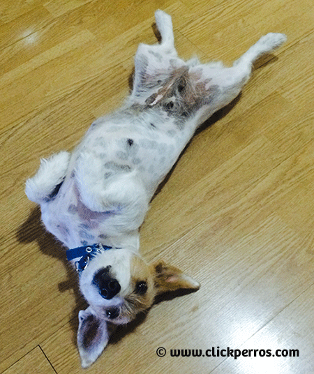 Jack Russel pelo largo muestra la panza