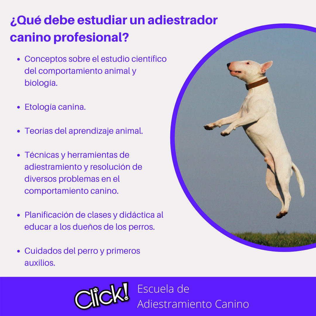 que hay que estudiar para ser adiestrador canino, que debo estudiar para ser adiestrador de perros, requisitos para ser adiestrador canino profesional