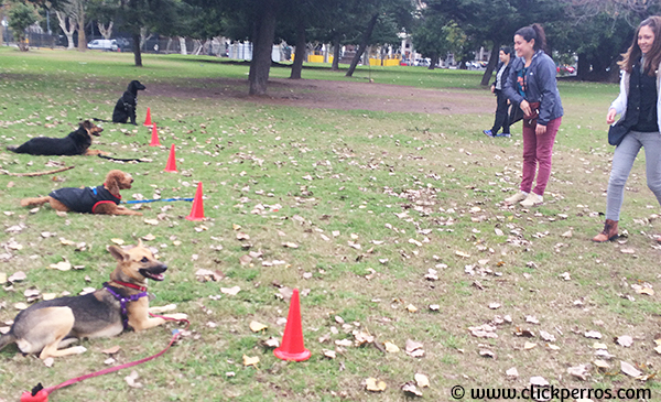 Adiestramiento canino buenos aires, escuela para perros argentina, como educar a un perro, adiestramiento de perros buenos aires