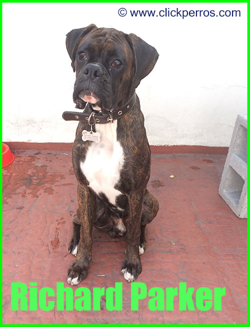 Nombres para perros machos boxer