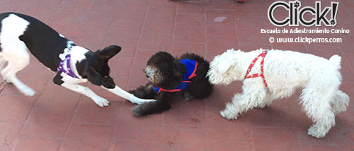 Fotos de cachorros jugando