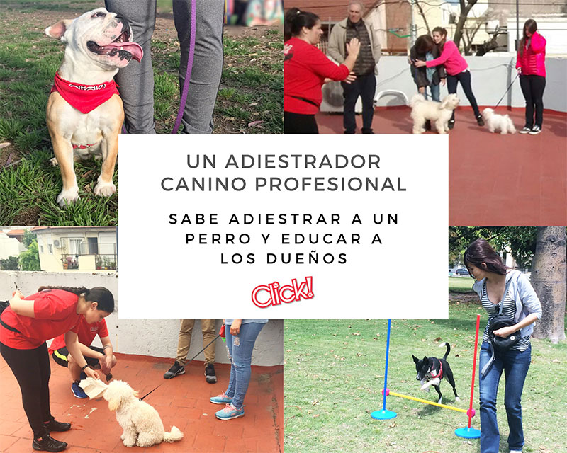 un adiestrador canino profesional sabe adiestrar a un perro y educar a sus dueños