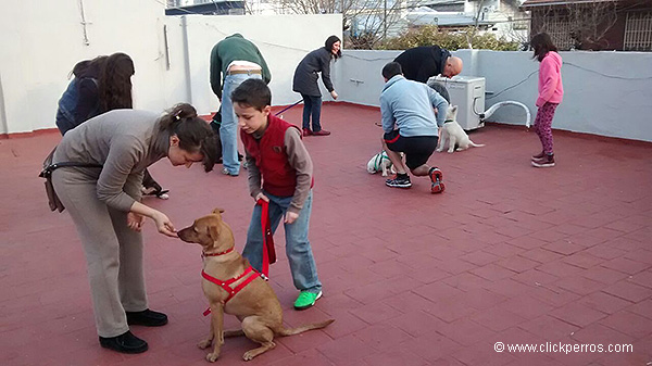 como adiestrar un perro, clase grupal las familias adiestran a su perro