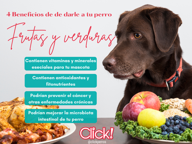 Beneficios de darle de comer frutas y verduras a tu perro, pueden comer fruta los perros, pueden comer verduras los perros