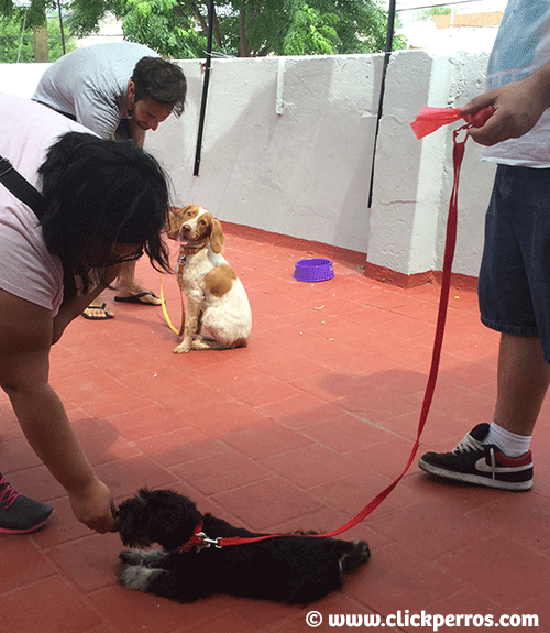 Escuela de adiestramiento canino capital federal buenos aires argentina
