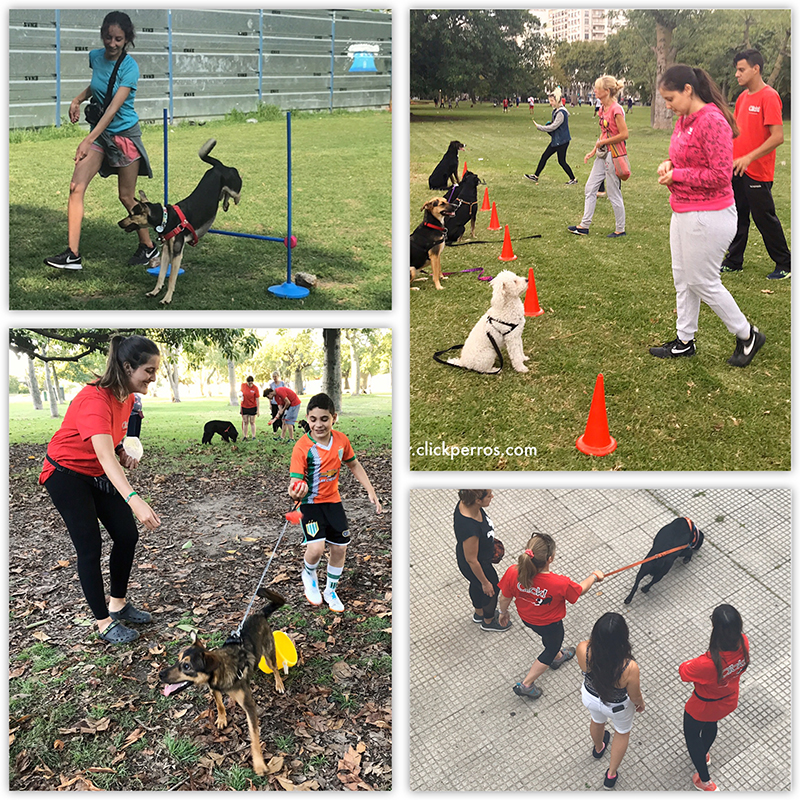 Curso de adiestrador de perros, certificacion de adiestrador canino, curso de adiestrador canino, curso de educador canino, curso de entrenador canino, adiestrador canino profesional