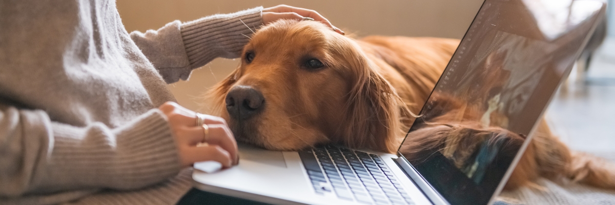 computadora perro online