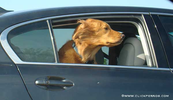 ¿Te vas de vacaciones con tu perro? No dejes de leer estos consejos profesionales y prácticos para un buen viaje en auto y una amena estadía en la playa o las montañas.