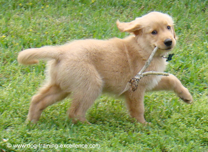 cachorro golden retriever nombres