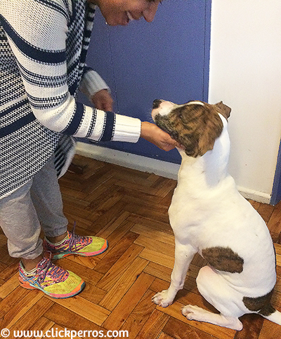 como enseñar a un perro a obedecer, tutora acaricia a su perro