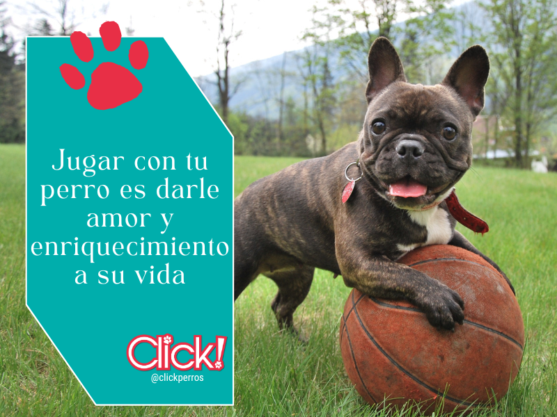 Activá la mente de tu perro y diviertanse juntos con juegos fáciles y originales que lo harán pensar y quererte aún más!