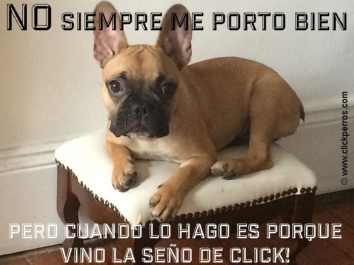 escuela para perros Click!