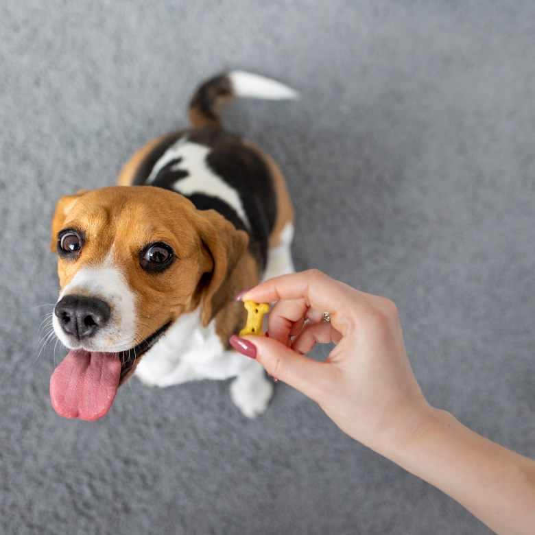 perro come una galletita