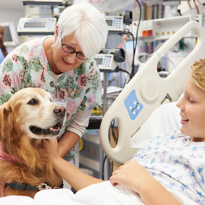 perro de terapia en hospital con nino CHICA