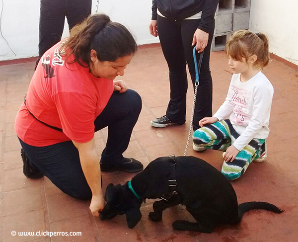 Adiestramiento canino en palermo y recoleta, educacion canina a domicilio