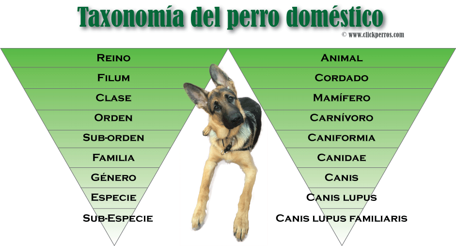 nombre cientifico del perro, definicion de perro, clasificacion taxonomica del perro domestico