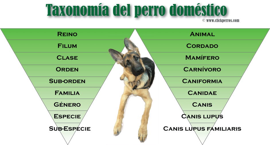 cual es el nombre cientifico del perro