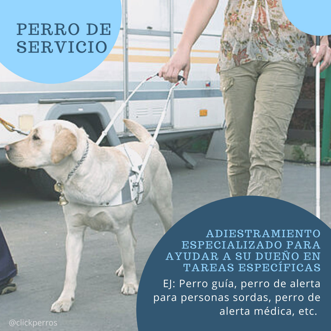 trabajar como adiestrador canino, perro de servicio