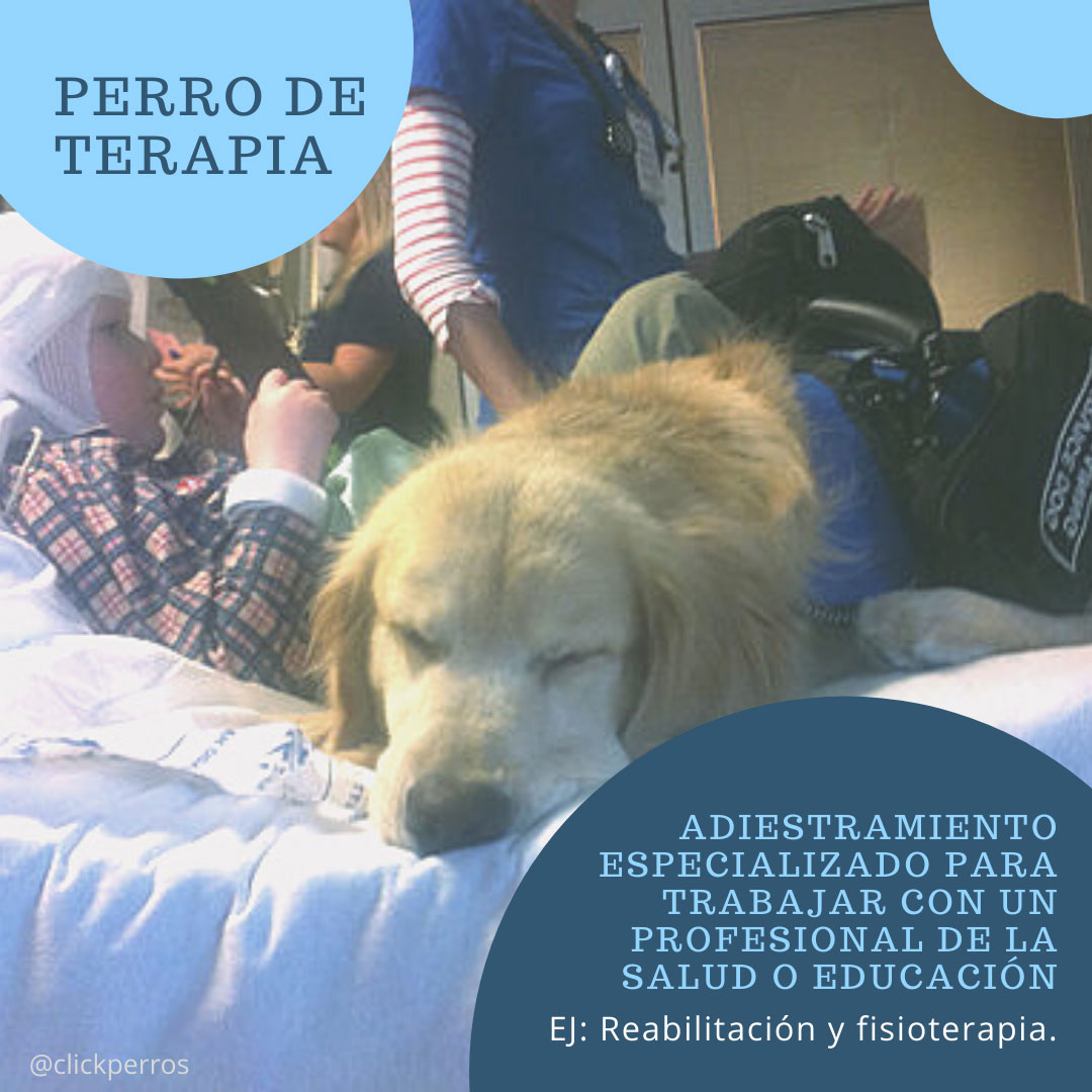 Trabajar como adiestrador canino, perro de terapia