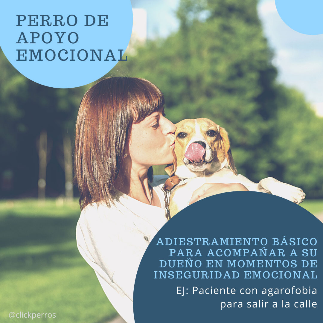 trabajar como adiestrador canino, perro de apoyo emocional