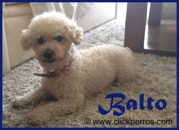 Balto es un Caniche toy que a los 8 años comenzó su adiestramiento.