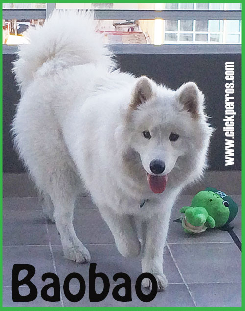 Nombre para perros macho chino samoyedo