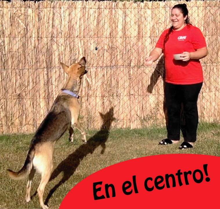 Juegos para jugar con tu perro en casa