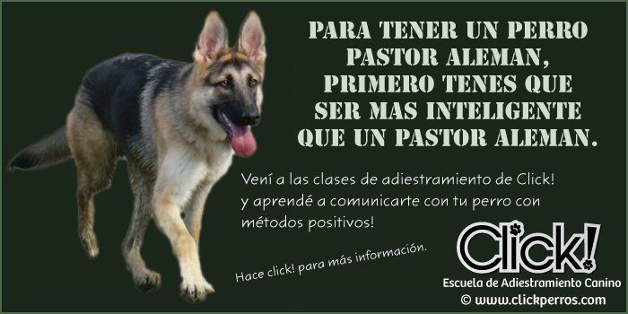 adiestramiento canino pastor aleman, educar a mi perro