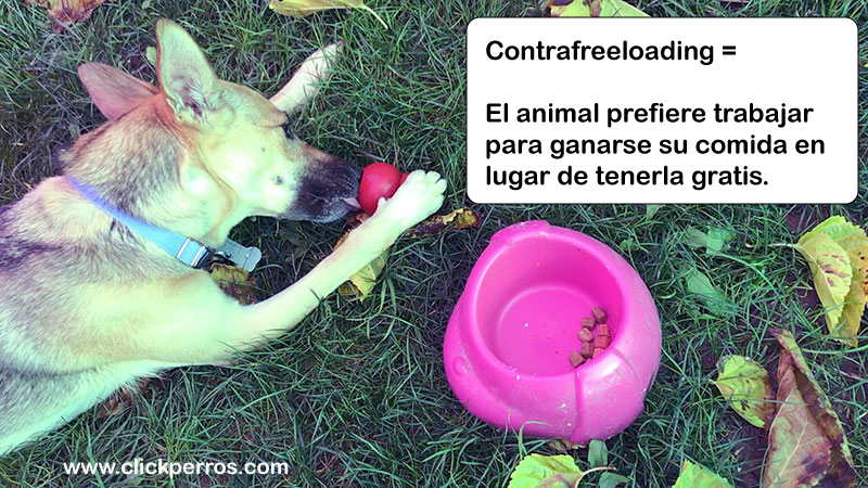 adiestramiento canino, etología canina, contrafreeloading