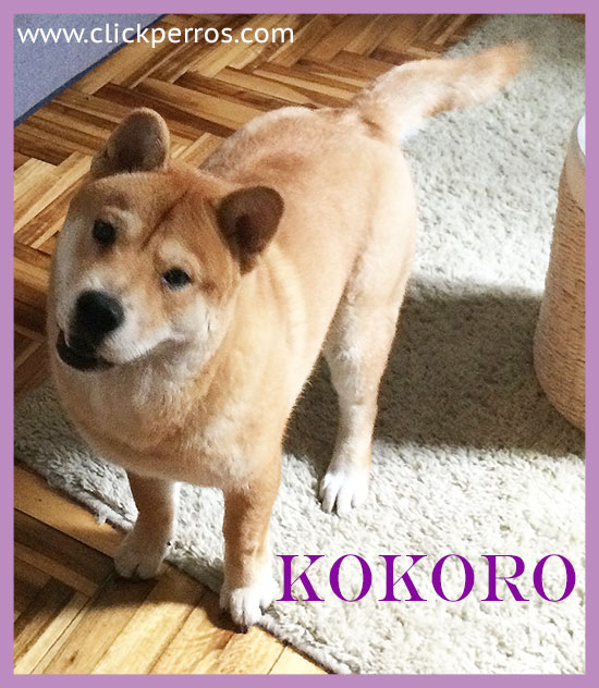 Kokoro Chow Chow nombre