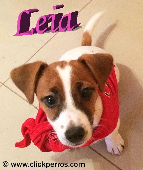 Leia jack russel cachorra