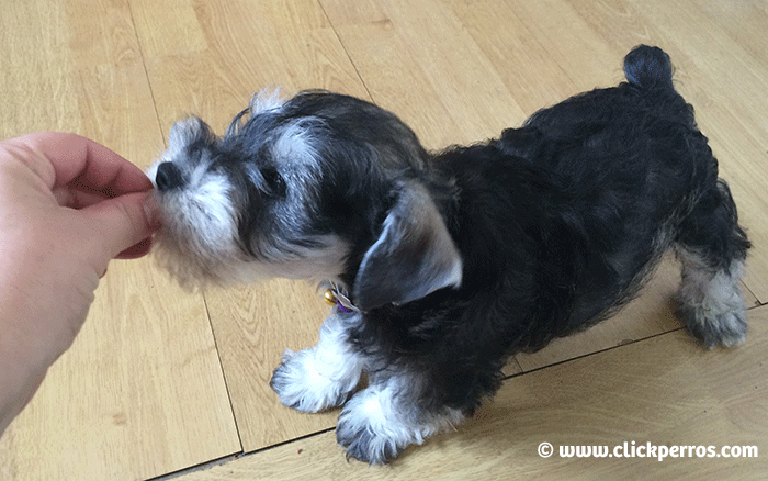 Cachorro Miniature Schnauzer adiestramiento