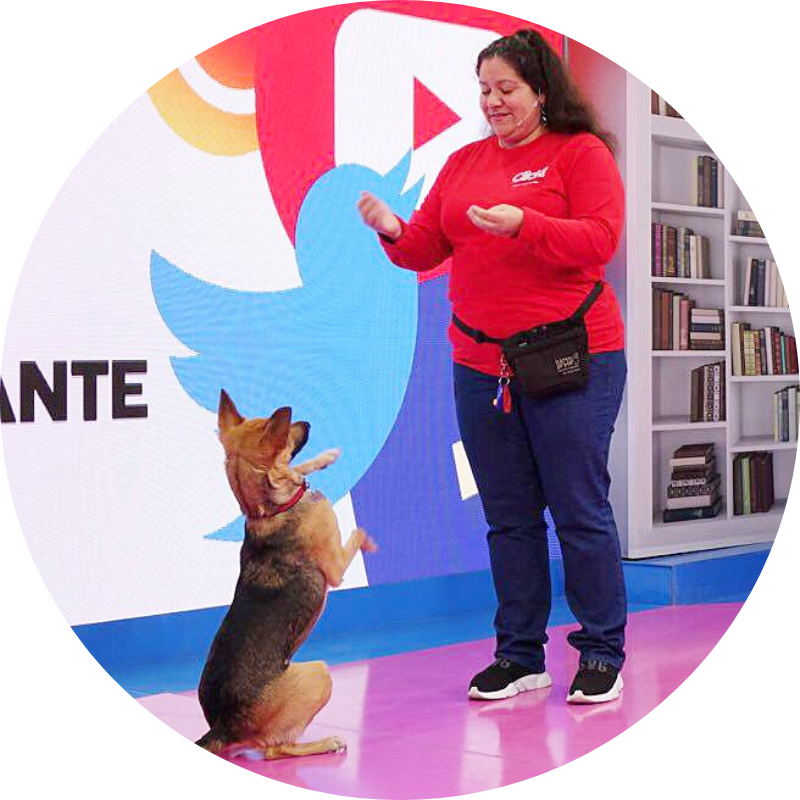 Cómo ser adiestrador canino, educador, entrenador de perros